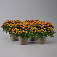 Chrysanthemen rot, Busch, Topf-Ø 14 cm, 4er-Set