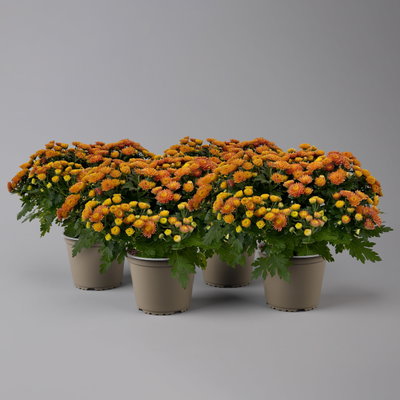 Chrysanthemen, orange, Topf-Ø 14 cm, 4 Pflanzen Chrysanthemen, orange, Topf-Ø 14 cm, 4 Pflanzen