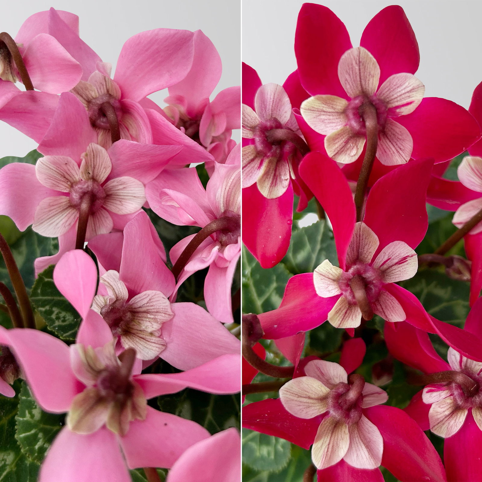 Alpenveilchen Mini, rot und rosa, schirmartig, Topf-Ø 6 cm, 10 Pflanzen Alpenveilchen Mini, rot und rosa, schirmartig, Topf-Ø 6 cm, 10 Pflanzen