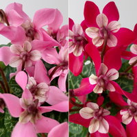 Alpenveilchen Mini, rot und rosa, schirmartig, Topf-Ø 6 cm, 10 Pflanzen Alpenveilchen Mini, rot und rosa, schirmartig, Topf-Ø 6 cm, 10 Pflanzen
