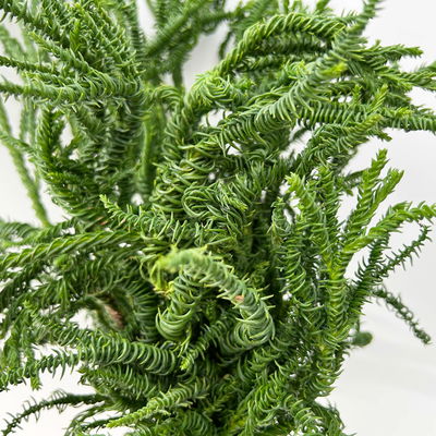 Sicheltanne 'Rasen Sugi' im Handbund, 3 Bund