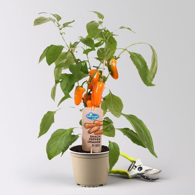 Snackpaprika 'Pick-&-Joy® Snack Pepper Orange', Topf-Ø 14 cm, 2 Pflanzen