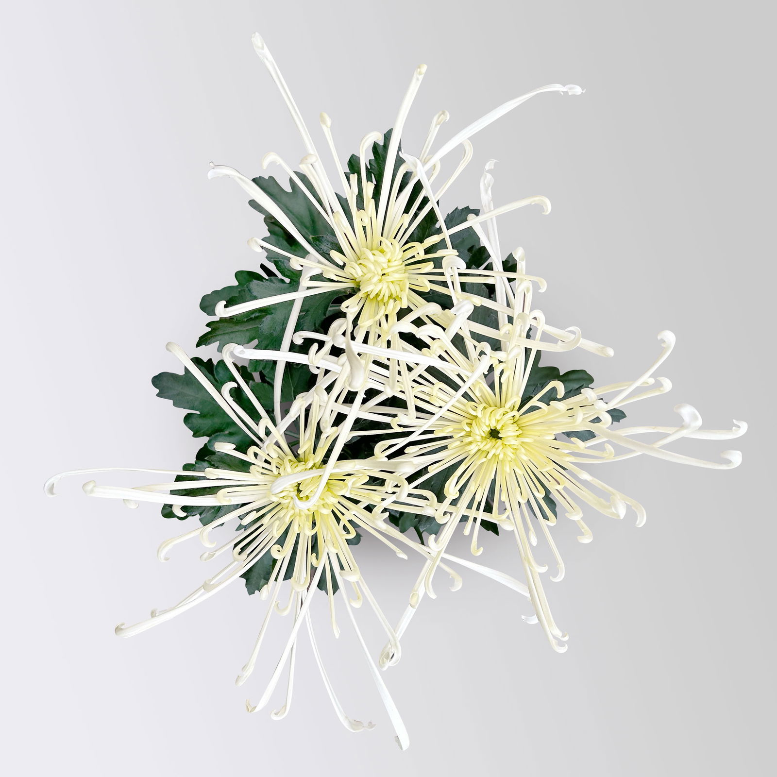 Chrysantheme 'Chrysanne® Fireworks Cream', creme, Topf-Ø 13 cm, 3 Pflanzen