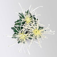 Chrysantheme 'Chrysanne® Fireworks Cream', creme, Topf-Ø 13 cm, 3 Pflanzen
