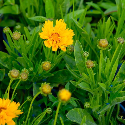 Bio Mädchenauge 'Sunray' sonnengelb, Topf 11x11 cm, 3 Pflanzen Bio Mädchenauge 'Sunray' sonnengelb, Topf 11x11 cm, 3 Pflanzen