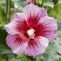 Säulen-Gartenhibiskus 'Flower Tower Purple®' lila-rot, Höhe 40-60 cm, Topf 5 l