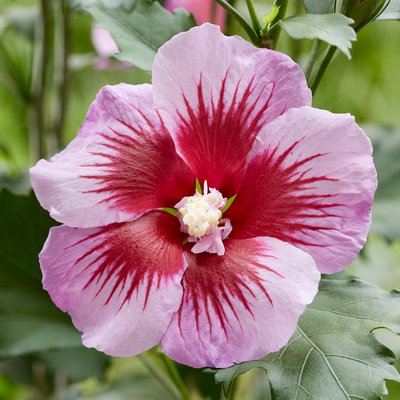 Säulen-Gartenhibiskus 'Flower Tower Purple®' lila-rot, Höhe 40-60 cm, Topf 5 l