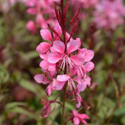 Kölles Beste Prachtkerze pink, 3 Liter Topf Kölles Beste Prachtkerze pink, 3 Liter Topf