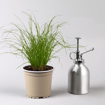 Katzengras ungespritzt, Topf-Ø 12 cm, 3er-Set Katzengras ungespritzt, Topf-Ø 12 cm, 3er-Set