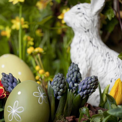 Hyazinthe weiß & blau, vorgetrieben, Topf-Ø 12 cm, 6 Pflanzen