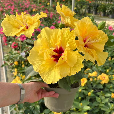 Hibiskus, gefüllte Blüte, Farben zufällig, Topf-Ø 17 cm, 2 Pflanzen
