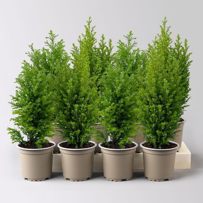 Gelbe Kegelzypresse 'Ellwood's Gold', Topf-Ø  9 cm, 8 Pflanzen