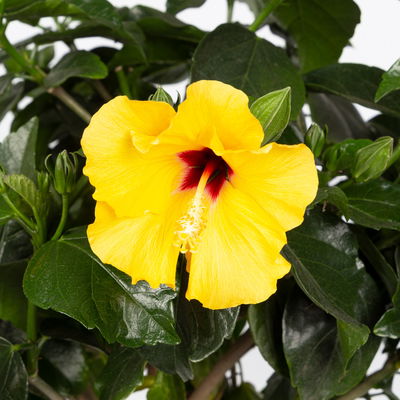 Hibiskus, gelb, Stamm, Topf-Ø 23 cm, Höhe ca. 90 cm