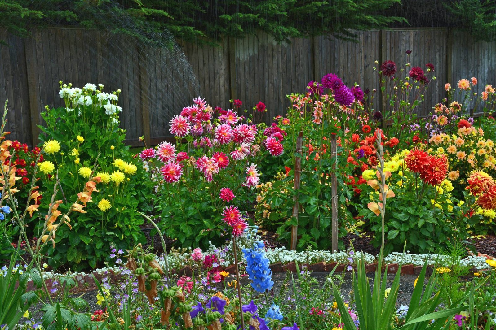 Bunt blühender Garten - Frühlingsknollen Dahlien Gladiolen