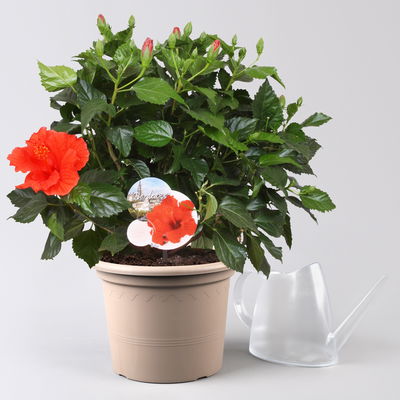 Hibiskus, Farbe zufällig, Busch, Topf-Ø 21 cm, Höhe ca. 50 cm