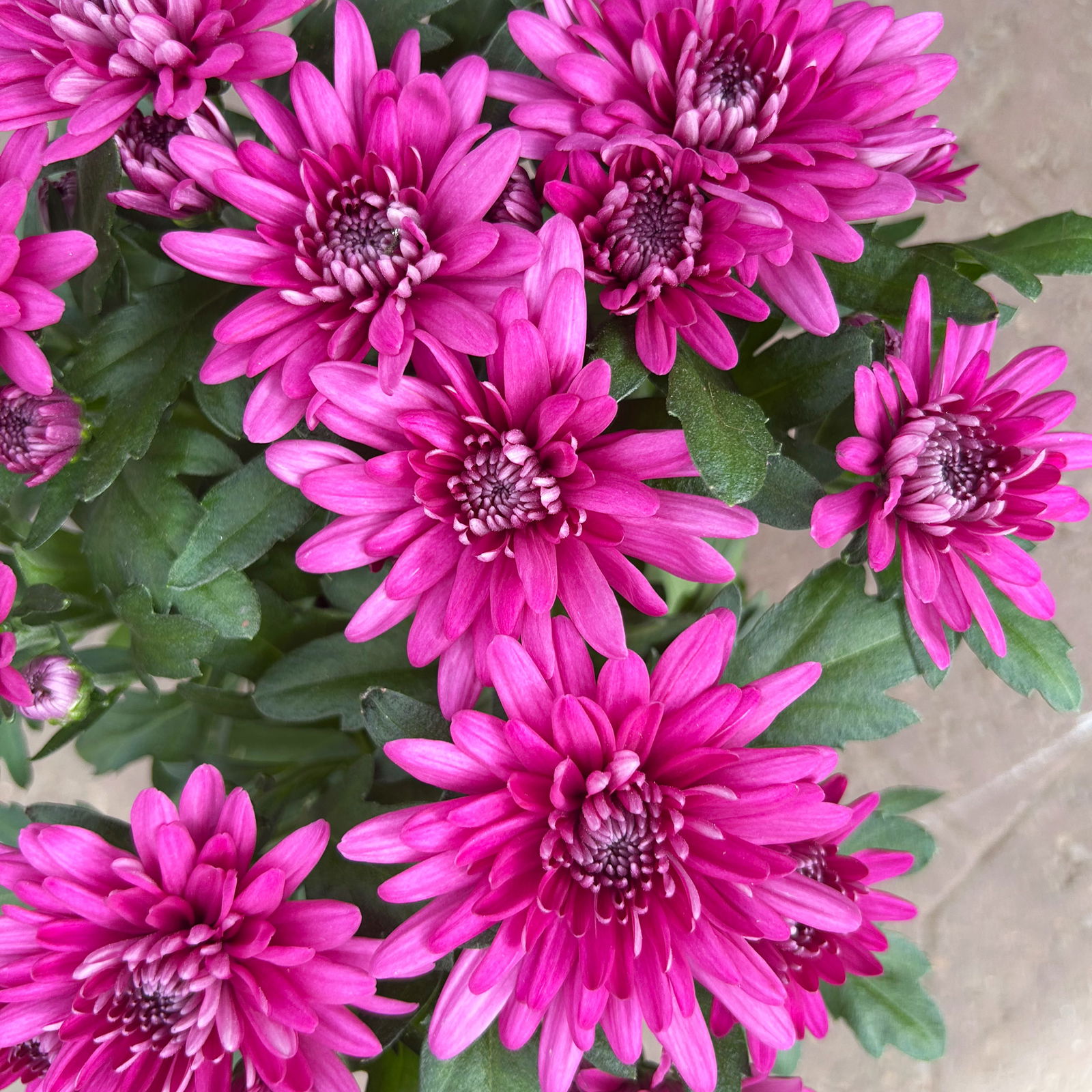 Chrysanthemen 'Chrysanne®Grandezza Purple', lila, Topf-Ø 13 cm, 4 Pflanzen