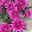 Chrysanthemen 'Chrysanne®Grandezza Purple', lila, Topf-Ø 13 cm, 4 Pflanzen