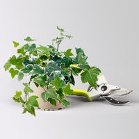 Grabbepflanzung Herbst weiß-lila, 12 Pflanzen