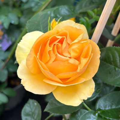 Beetrose 'Hansestadt Rostock®', bernstein-aprikotfarben, Topf 5 Liter Beetrose 'Hansestadt Rostock®', bernstein-aprikotfarben, Topf 5 Liter