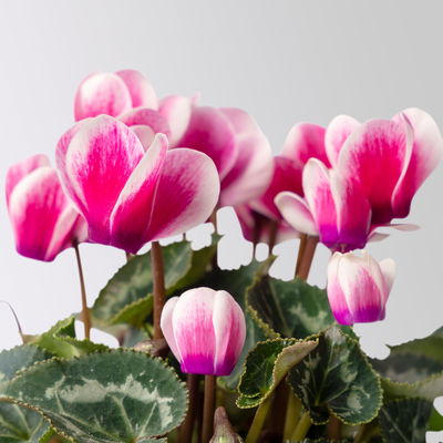 Alpenveilchen, 'Fantasia' lila-weiß, Topf-Ø 10,5 cm, 8 Pflanzen