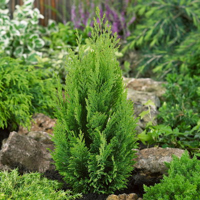 Gelbgrüne Kegelzypresse 'Ellwood's Empire'