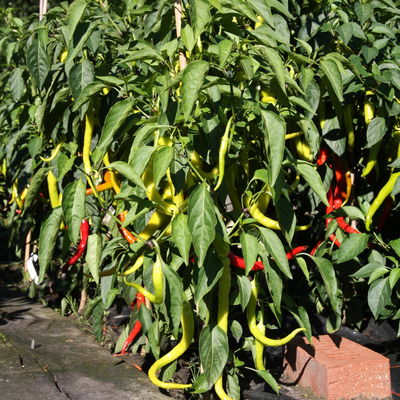 Blu Bio Chili 'Milder Spiral', Topf-Ø 12 cm, 3er Set