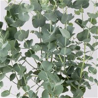 Eucalyptus gunnii 'Azura'®, im 15 cm Topf