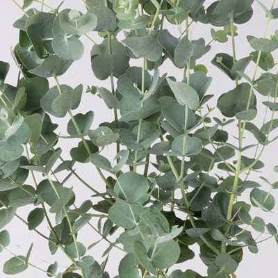 Eucalyptus gunnii 'Azura®', Topf-Ø 15 cm Eucalyptus gunnii 'Azura®', Topf-Ø 15 cm