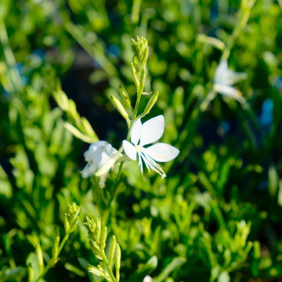 Kölles Beste Prachtkerze weiß, 19 cm Topf Kölles Beste Prachtkerze weiß, 19 cm Topf