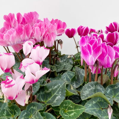 Alpenveilchen 'Outland', Farben zufällig, Topf-Ø 10,5/11 cm, 6 Pflanzen