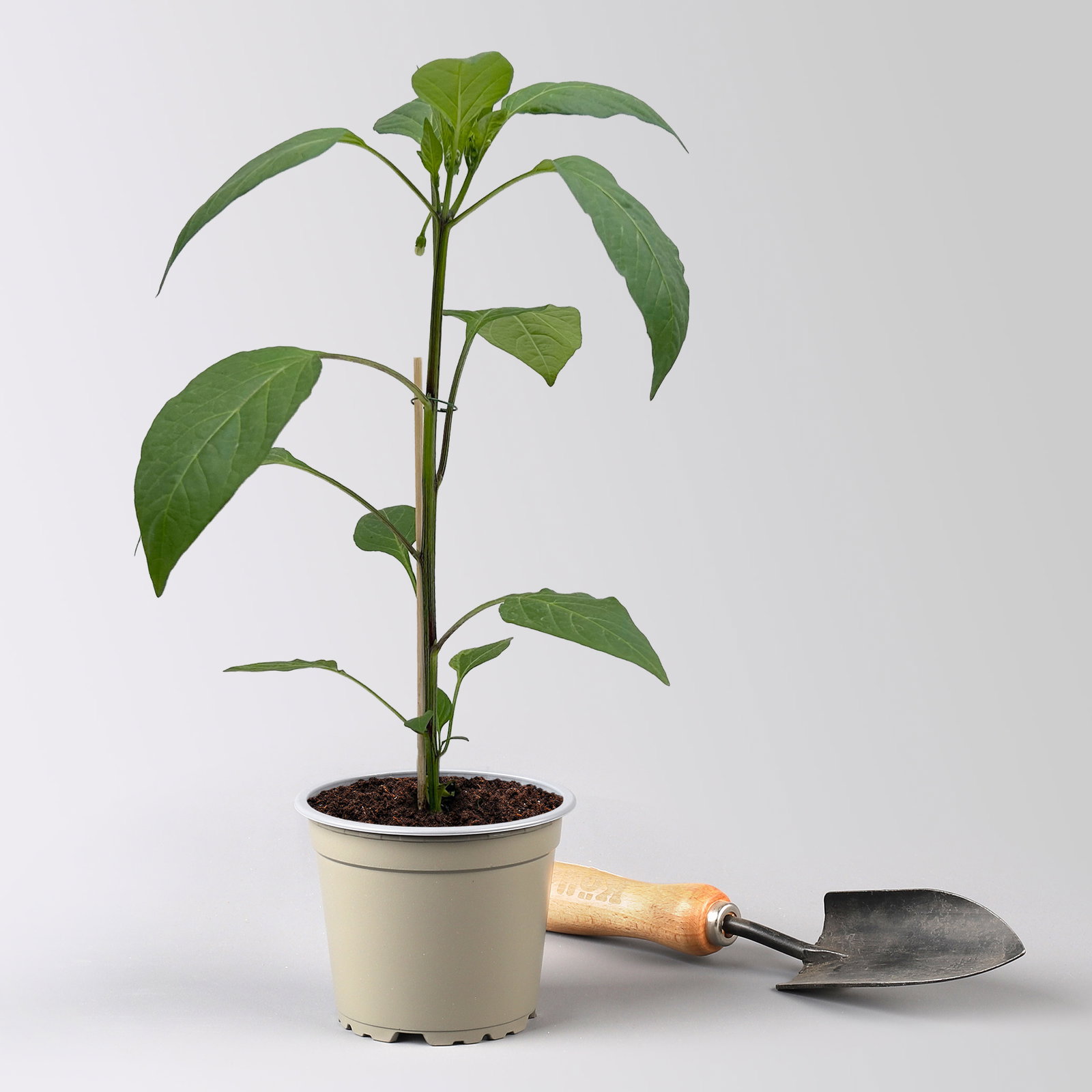Bio Peperoni 'Hyper', Topf-Ø 12 cm, 3 Pflanzen