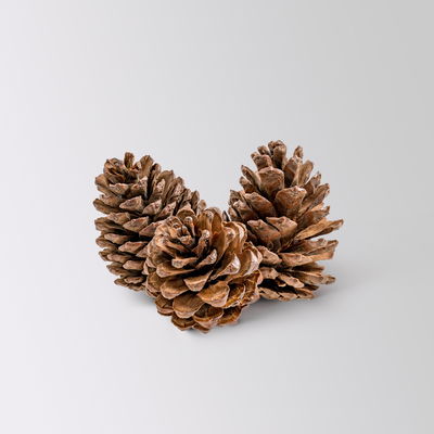 Pflanzenkreation Waldspaziergang, 5 Pflanzen + Lichterkette + Erde