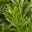 Kirschlorbeer 'Caucasica', 2er-Set, Höhe 60-80 cm, Topf je 7 Liter