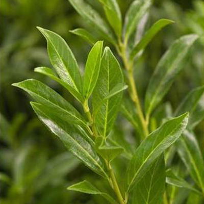 Kirschlorbeer 'Caucasica', 2er-Set, Höhe 60-80 cm, Topf je 7 Liter