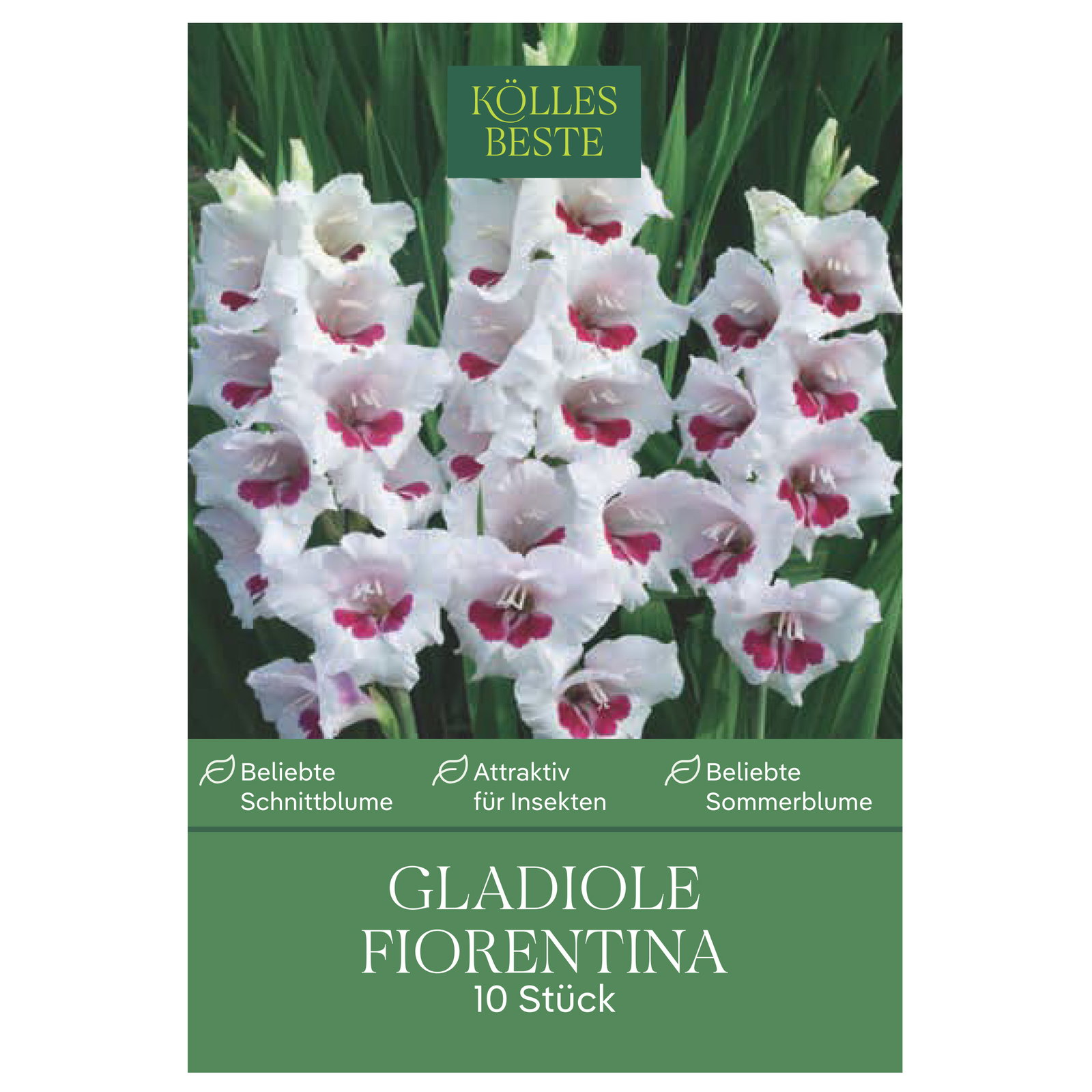 Kölles Beste Gladiole 'Florentina'®, weiß, 10 Blumenknollen