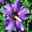 Garten-Hibiskus 'Russian Violet®', violett, Höhe 40-60 cm, Topf 5 Liter