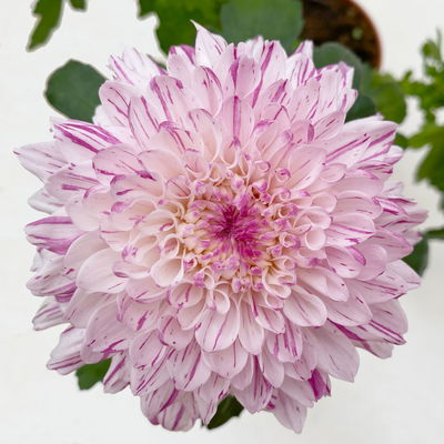 Chrysantheme 'Chrysanne® Zembla Next Art', gesprenkelt, Topf-Ø 13 cm, 6 Pflanzen