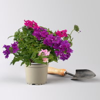 Eisenkraut 'Trio', bunt, Topf-Ø 12 cm, 6 Pflanzen Eisenkraut 'Trio', bunt, Topf-Ø 12 cm, 6 Pflanzen