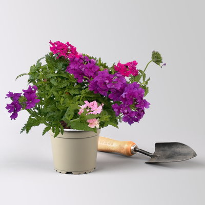 Eisenkraut 'Trio', bunt, Topf-Ø 12 cm, 6 Pflanzen Eisenkraut 'Trio', bunt, Topf-Ø 12 cm, 6 Pflanzen