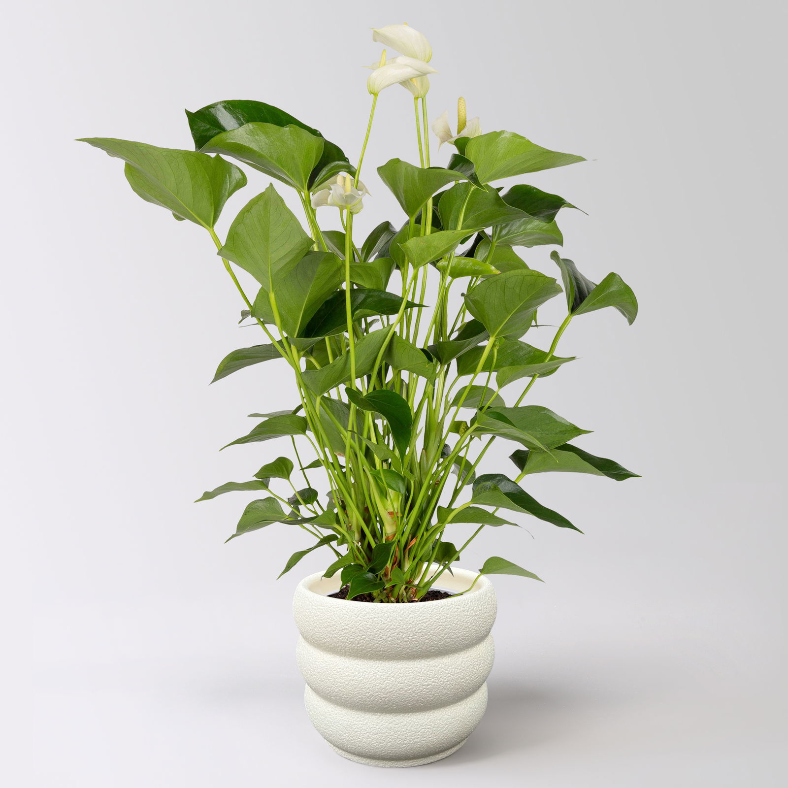 Flamingoblume 'White Champion', weiß,  Topf-Ø 14 cm, im Übertopf Byron