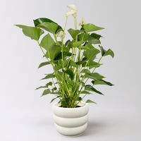 Flamingoblume 'White Champion', weiß,  Topf-Ø 14 cm, im Übertopf Byron