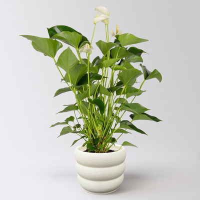 Flamingoblume 'White Champion', weiß,  Topf-Ø 14 cm, im Übertopf Byron