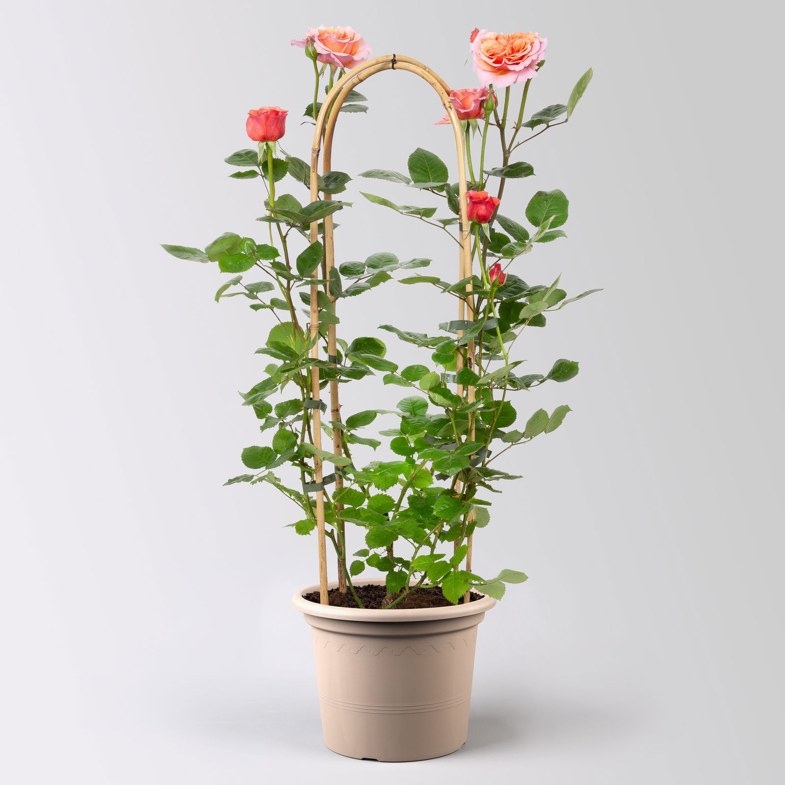 Duftende Edelrose 