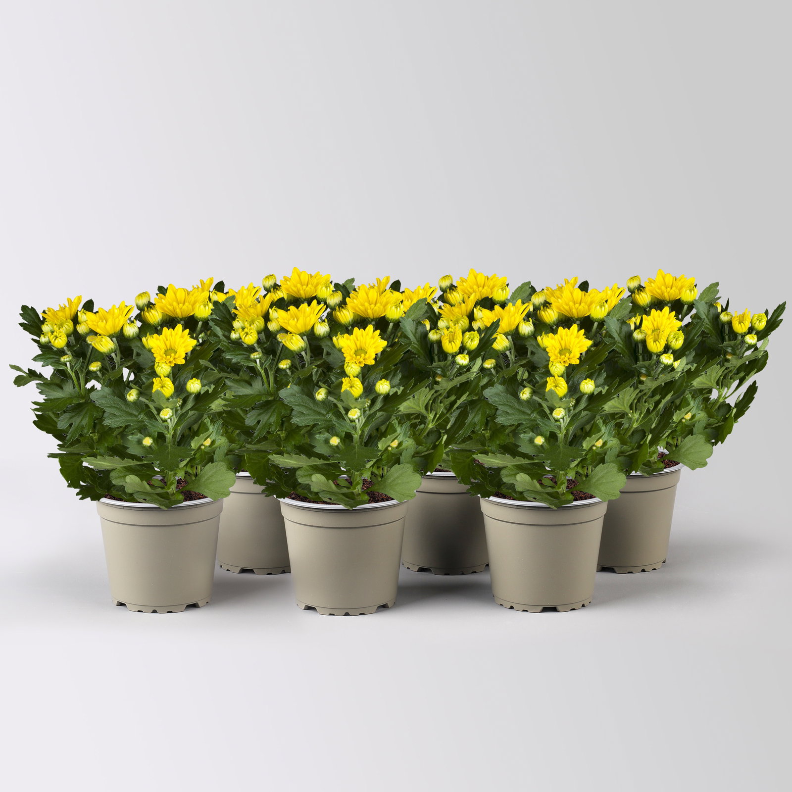 Chrysanthemen, gelb, Topf-Ø 12 cm, 6 Pflanzen