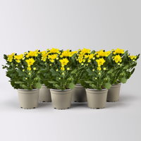 Chrysanthemen, gelb, Topf-Ø 12 cm, 6 Pflanzen Chrysanthemen, gelb, Topf-Ø 12 cm, 6 Pflanzen