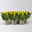 Chrysanthemen, gelb, Topf-Ø 12 cm, 6 Pflanzen Chrysanthemen, gelb, Topf-Ø 12 cm, 6 Pflanzen