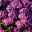 Bio Kissenaster 'Herbstgruß vom Bresserhof' rosa, Topf-Ø 11 cm, 3er-Set