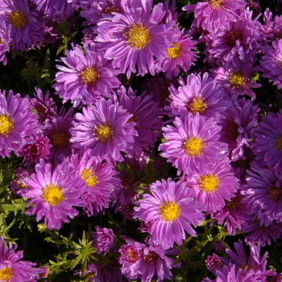 Bio Kissenaster 'Herbstgruß vom Bresserhof' rosa, Topf 11x11 cm, 3 Pflanzen Bio Kissenaster 'Herbstgruß vom Bresserhof' rosa, Topf 11x11 cm, 3 Pflanzen