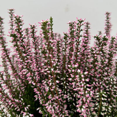 Calluna 'Garden Girls® Lönneby', rosa, Topf-Ø 13 cm, 6 Pflanzen