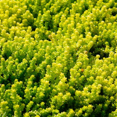 Scharfer Mauerpfeffer 'Aureum' gelb, 9x9 cm, 3 Pflanzen Scharfer Mauerpfeffer 'Aureum' gelb, 9x9 cm, 3 Pflanzen